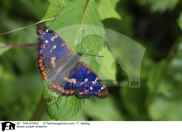 Kleiner Schillerfalter / lesser purple emperor / THA-07943