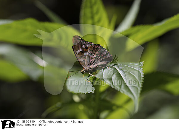 Kleiner Schillerfalter / lesser purple emperor / SI-02110