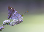 Esser purple Emperor