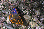 lesser purple emperor