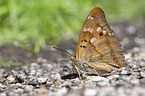 lesser purple emperor