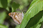 lesser purple emperor