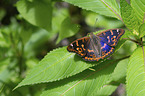 lesser purple emperor