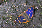 lesser purple emperor