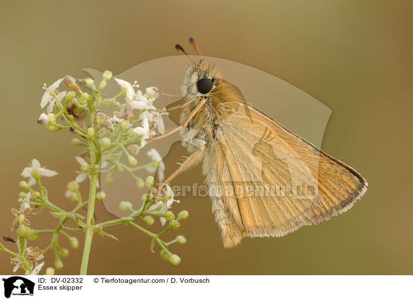 Schwarzkolbiger Braun-Dickkopffalter / Essex skipper / DV-02332