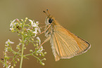 Essex skipper