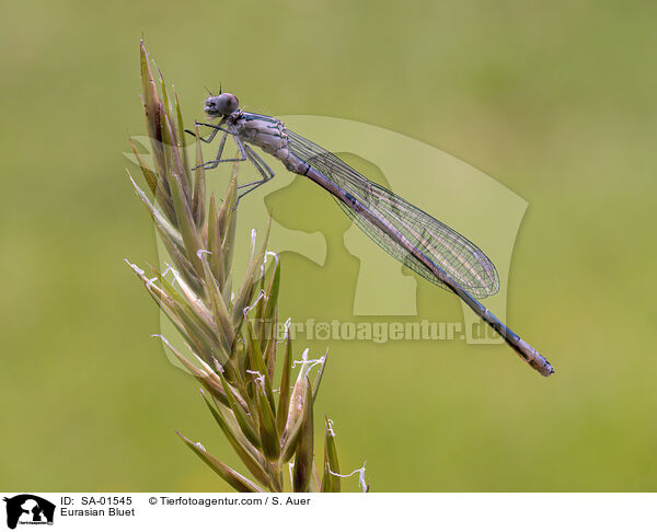 Azurjungfer / Eurasian Bluet / SA-01545