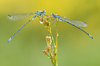 Eurasian Bluets