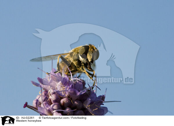 Western honeybee / HJ-02261