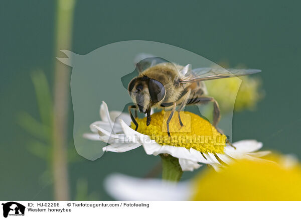 Western honeybee / HJ-02296