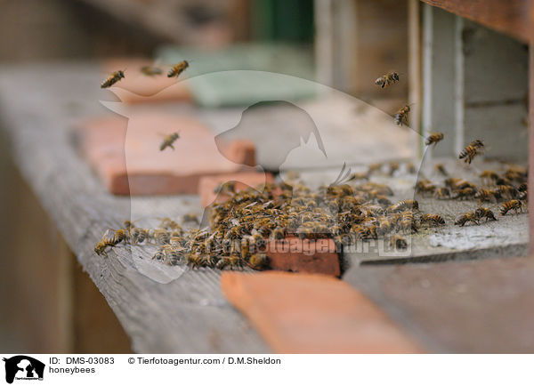 Westliche Honigbienen / honeybees / DMS-03083