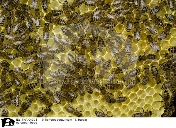 european bees / THA-04393