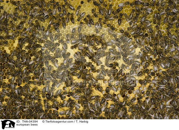 Westliche Honigbienen / european bees / THA-04394