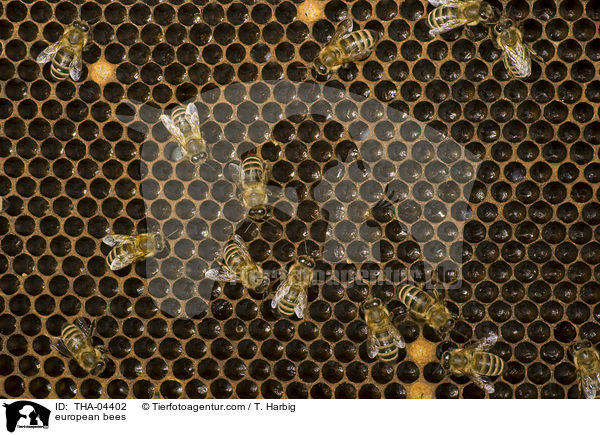 Westliche Honigbienen / european bees / THA-04402