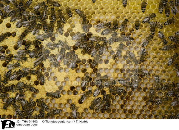 Westliche Honigbienen / european bees / THA-04403