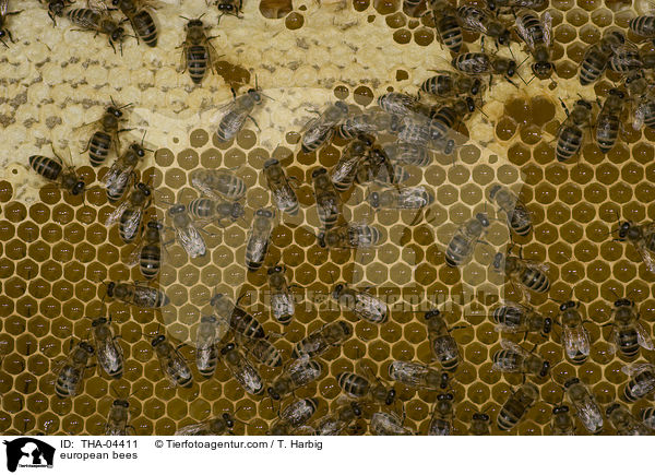 Westliche Honigbienen / european bees / THA-04411
