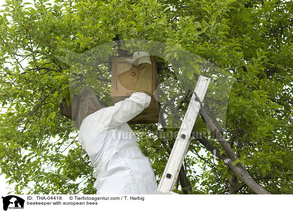 Imker mit Westlichen Honigbienen / beekeeper with european bees / THA-04418