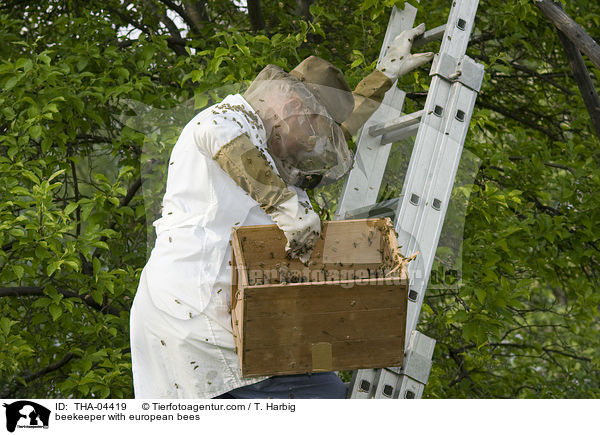 Imker mit Westlichen Honigbienen / beekeeper with european bees / THA-04419
