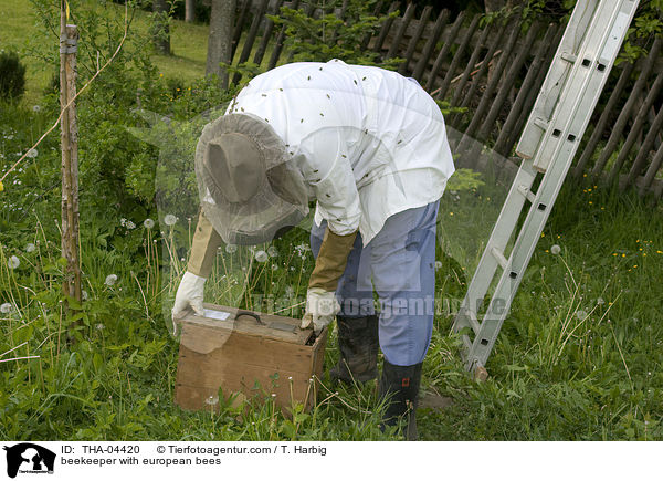 Imker mit Westlichen Honigbienen / beekeeper with european bees / THA-04420