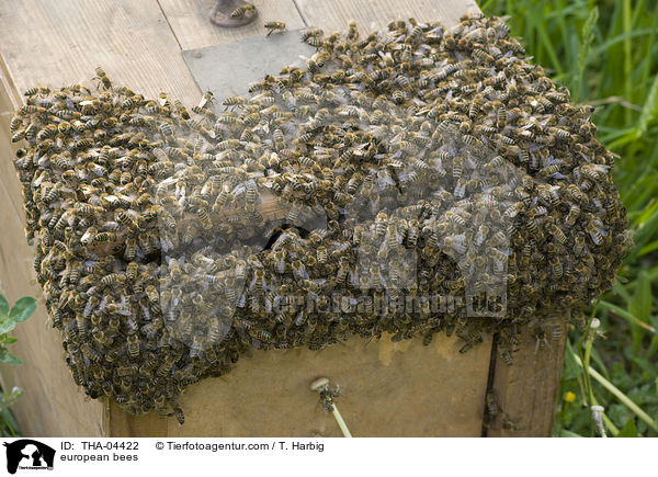 european bees / THA-04422