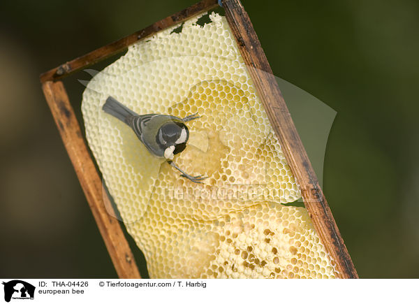 Westliche Honigbiene / european bee / THA-04426