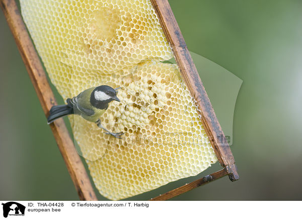 Westliche Honigbiene / european bee / THA-04428