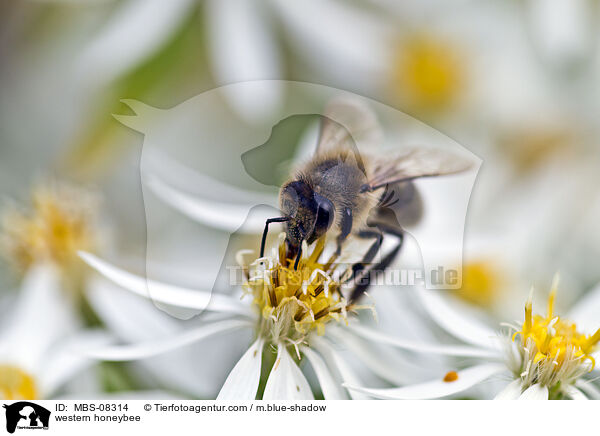 Westliche Honigbiene / western honeybee / MBS-08314