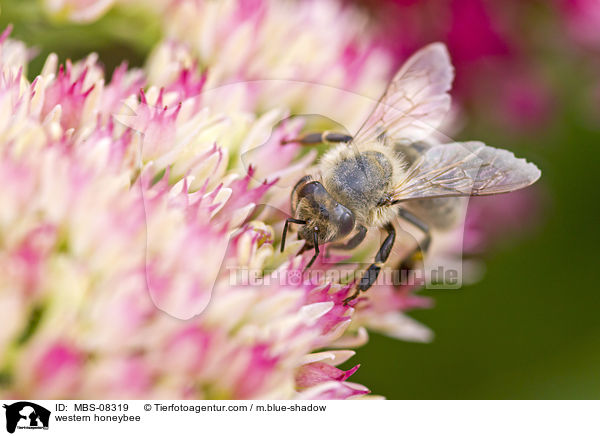 Westliche Honigbiene / western honeybee / MBS-08319