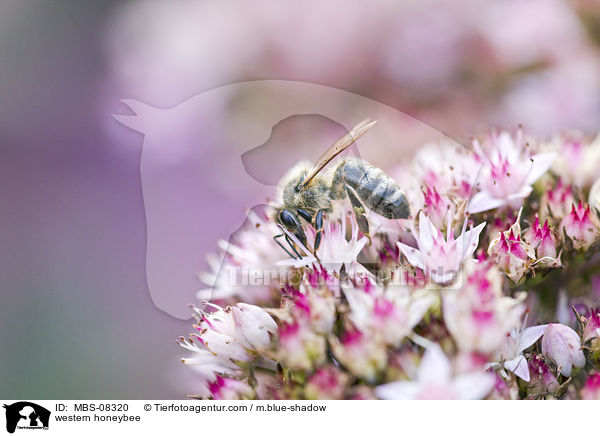 Westliche Honigbiene / western honeybee / MBS-08320