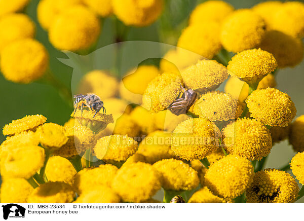 Westliche Honigbiene / European honey bee / MBS-23534