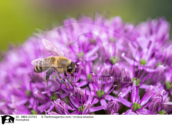 Westliche Honigbiene / honeybee / MBS-23763
