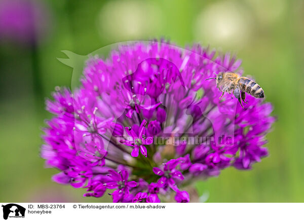 Westliche Honigbiene / honeybee / MBS-23764