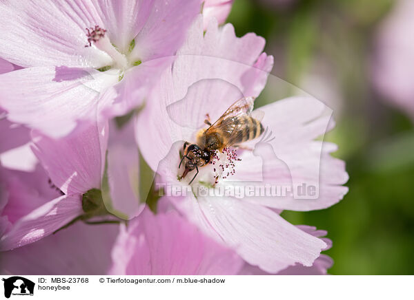 Westliche Honigbiene / honeybee / MBS-23768