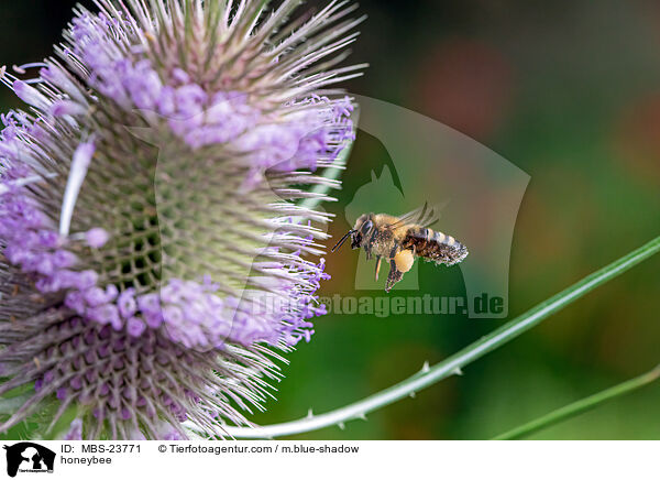 Westliche Honigbiene / honeybee / MBS-23771