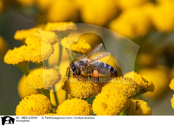 honeybee / MBS-23838