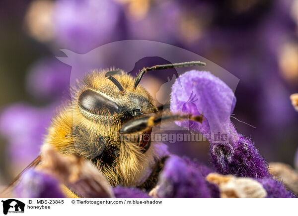 Westliche Honigbiene / honeybee / MBS-23845