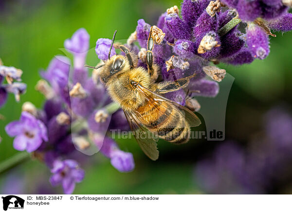 Westliche Honigbiene / honeybee / MBS-23847