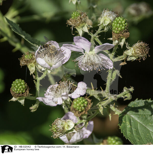 Westliche Honigbiene / European honey bee / HB-02042