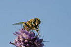 Western honeybee