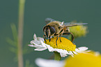 Western honeybee