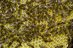 european bees