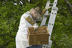 beekeeper with european bees