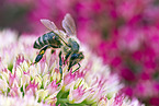 western honeybee