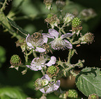 European honey bees