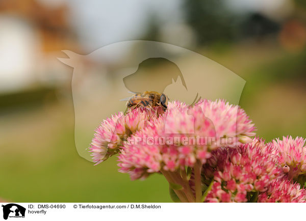 hoverfly / DMS-04690