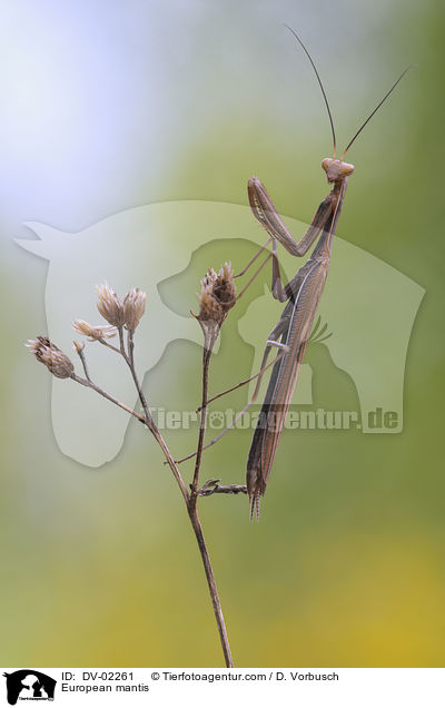 Europische Gottesanbeterin / European mantis / DV-02261