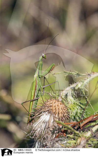 Europische Gottesanbeterin / European mantis / MBS-14924