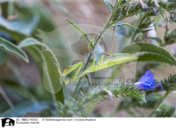 Europische Gottesanbeterin / European mantis / MBS-14933