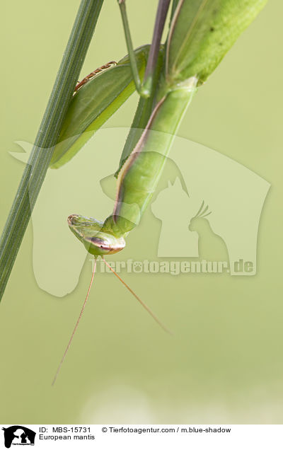 Europische Gottesanbeterin / European mantis / MBS-15731