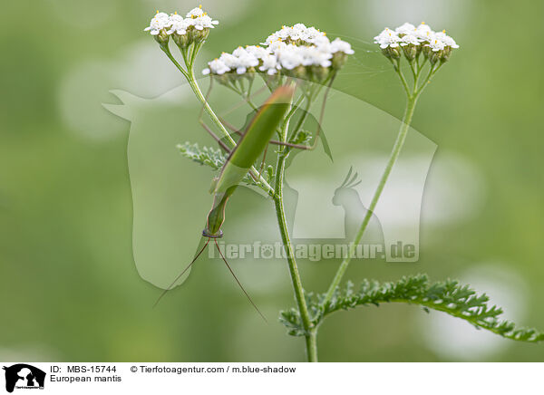 Europische Gottesanbeterin / European mantis / MBS-15744